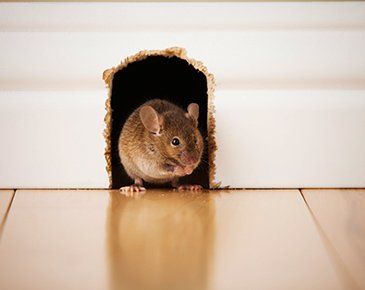 mouse in hole
