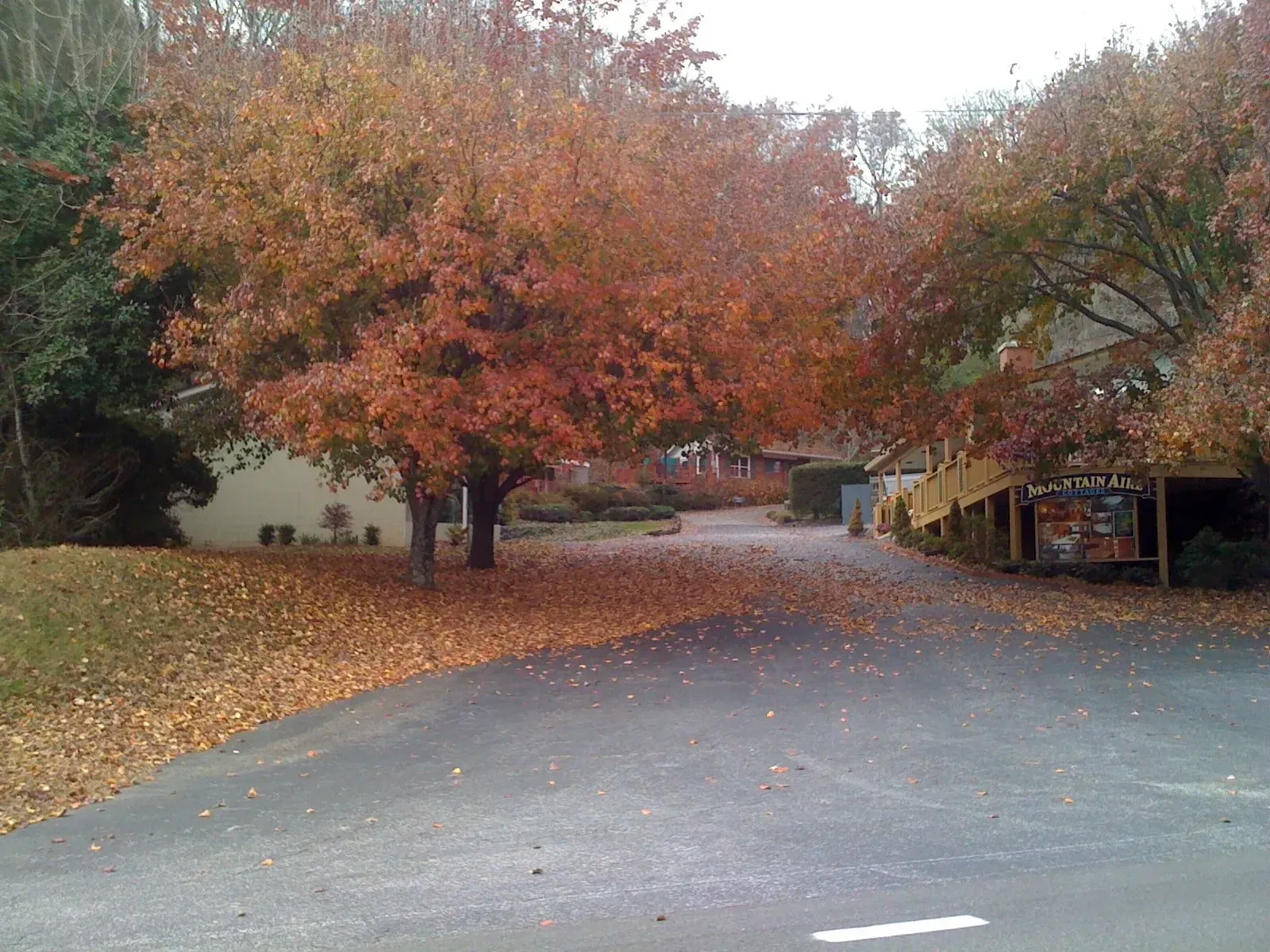 Autumn scene: leaves cover a road lined with trees in fall colors.