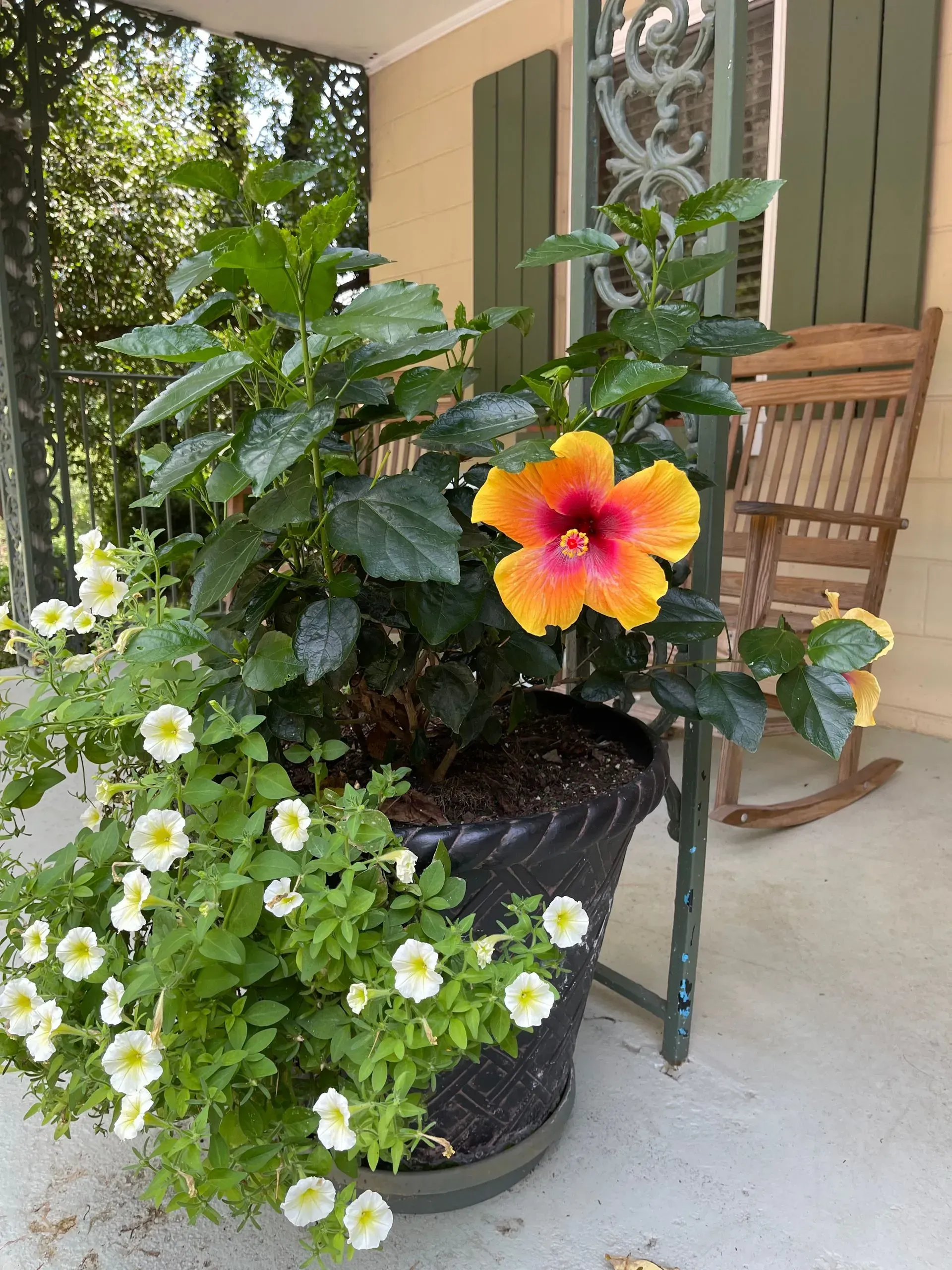 Hibiscus with yellow-orange flower, petunias, and rocking chair on a porch.