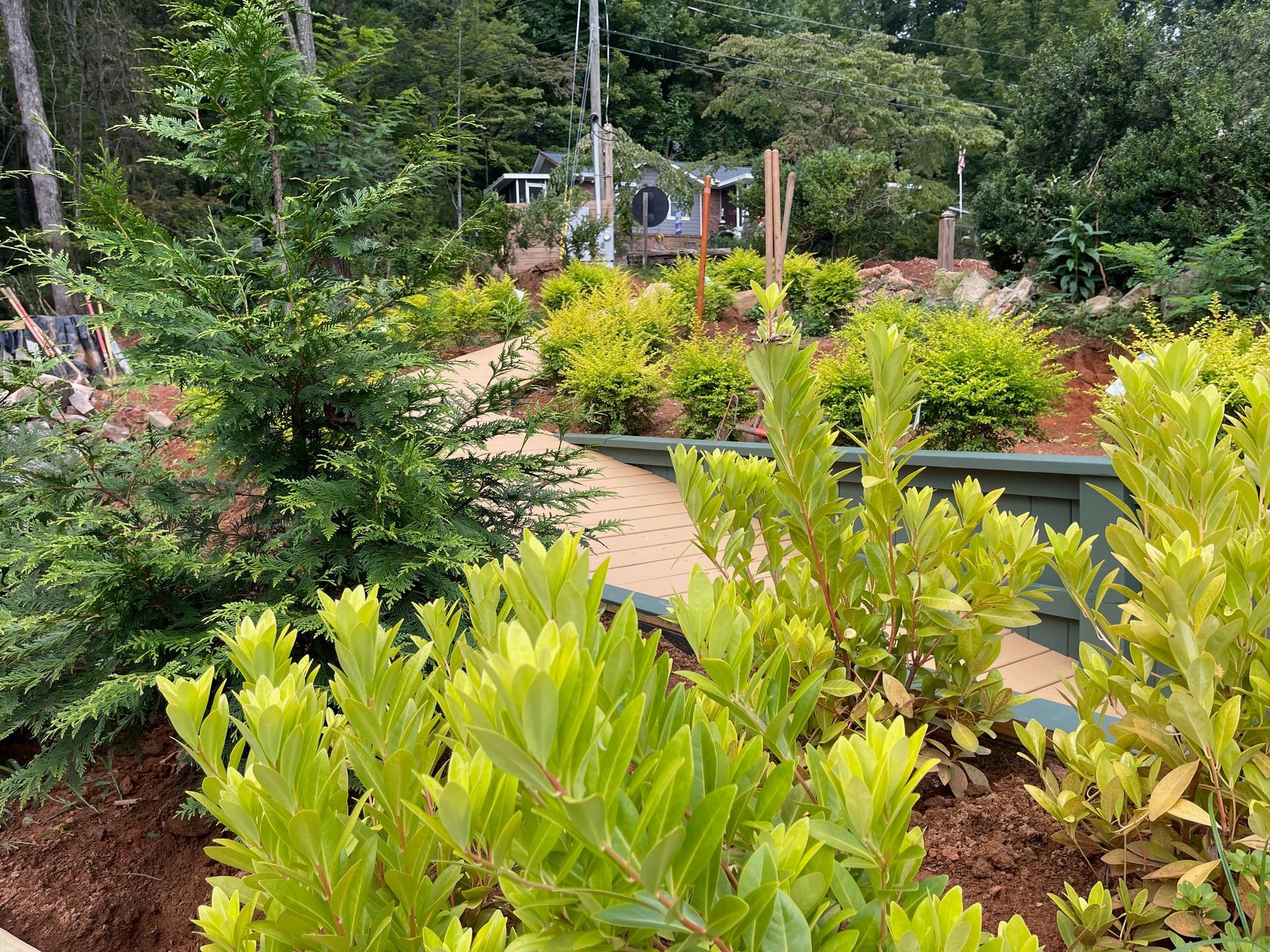 Wooden walkway with green fencing, lined with yellow-green shrubs and flowers on a hillside.