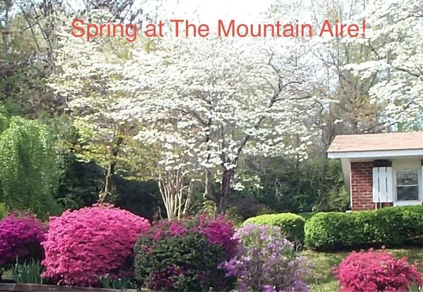 Spring garden with blooming azaleas, white flowering tree, and brick house.