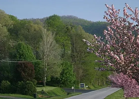 Road through a lush green forest with a pink flowering tree on the right. Mountains in the background.