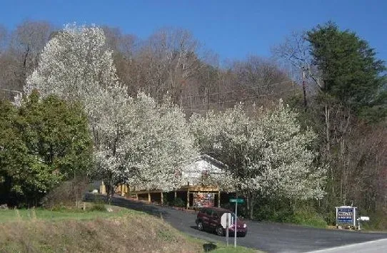 Road winds past a building and blossoming white trees. A car travels on the road under a clear blue sky.