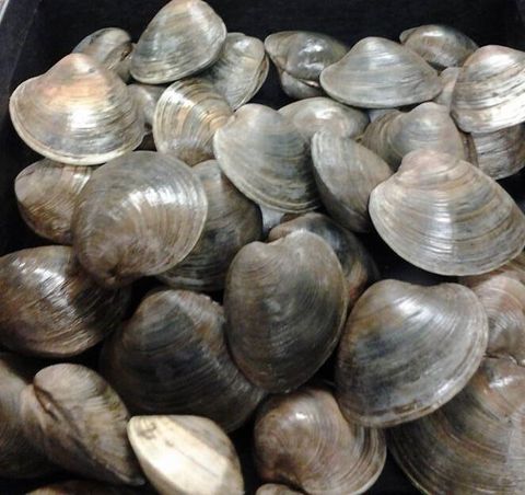 Sakamushi, steamed sake of asari clams