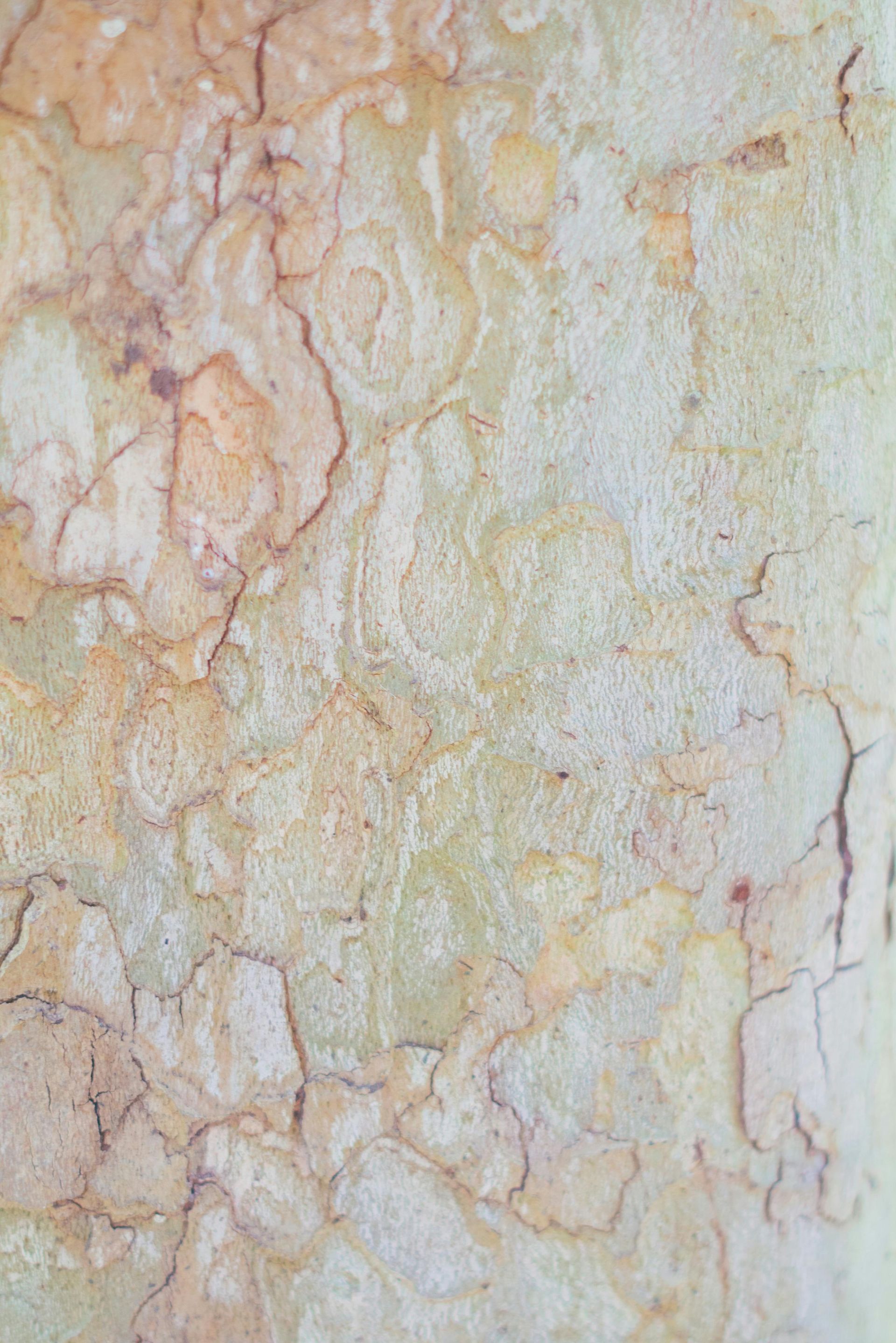 Close-up of textured tree bark, pale green and tan with cracked patterns.