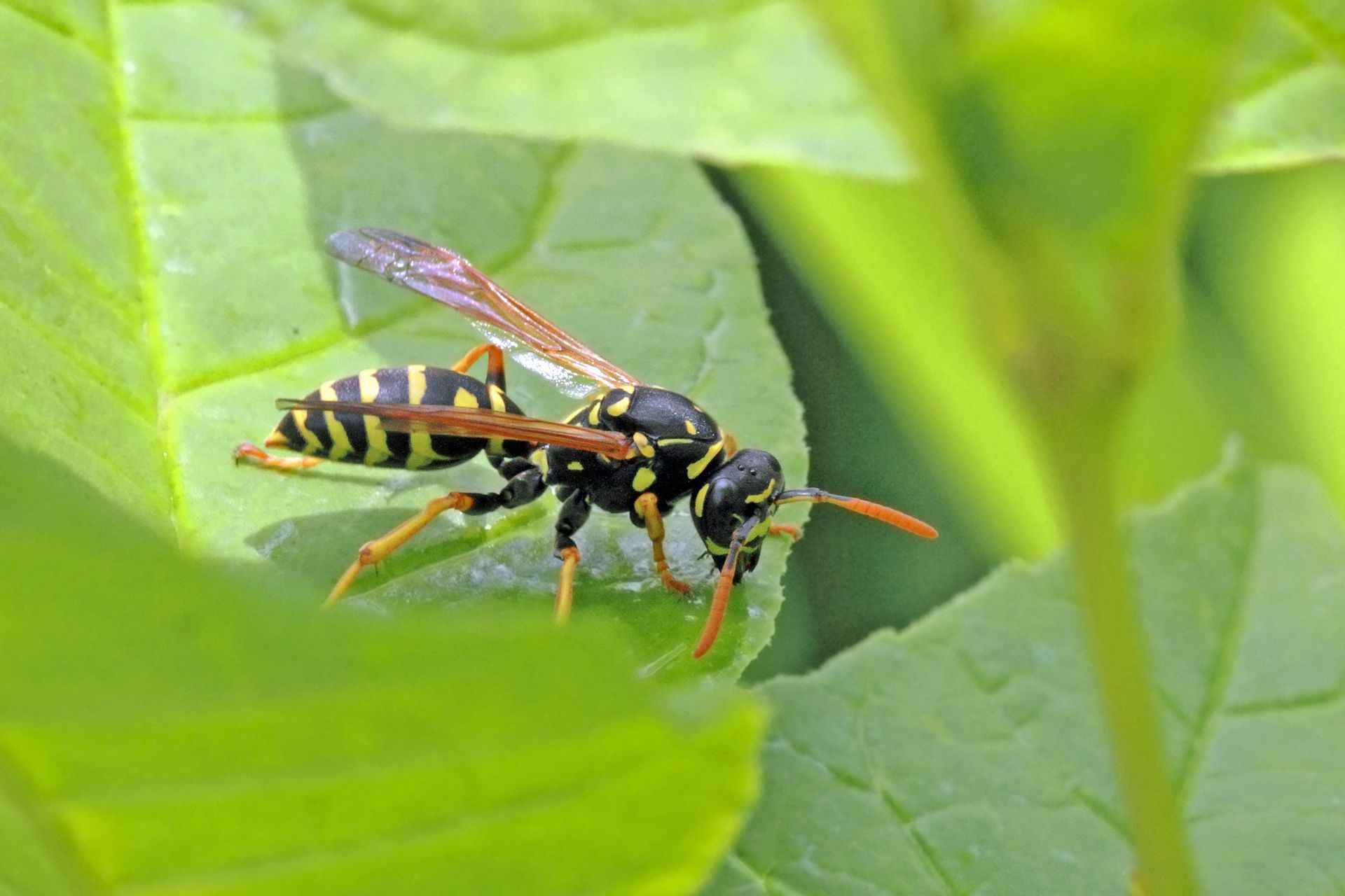 A wasp is sitting on a green leaf.