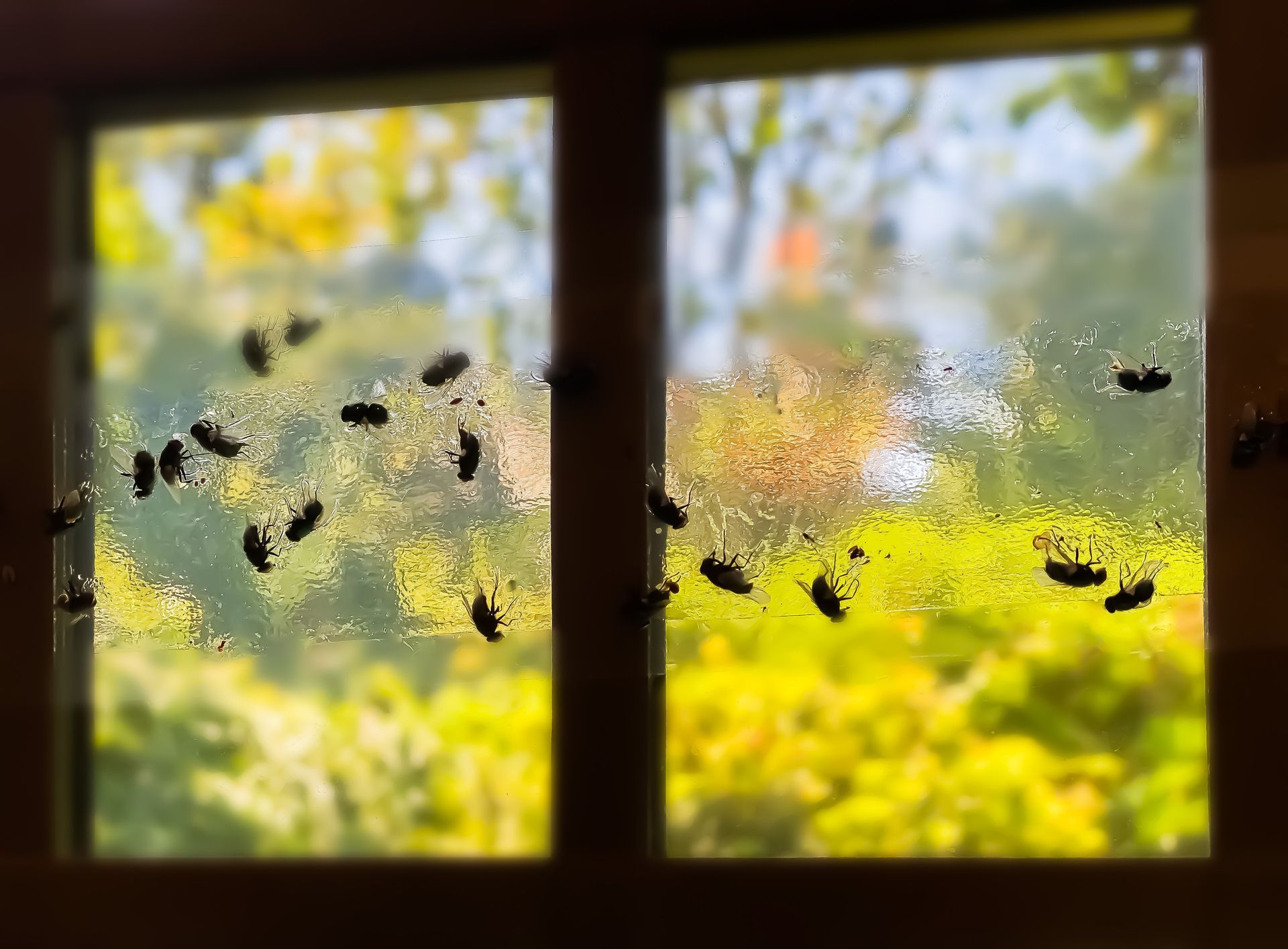 A window with a lot of bugs on it.
