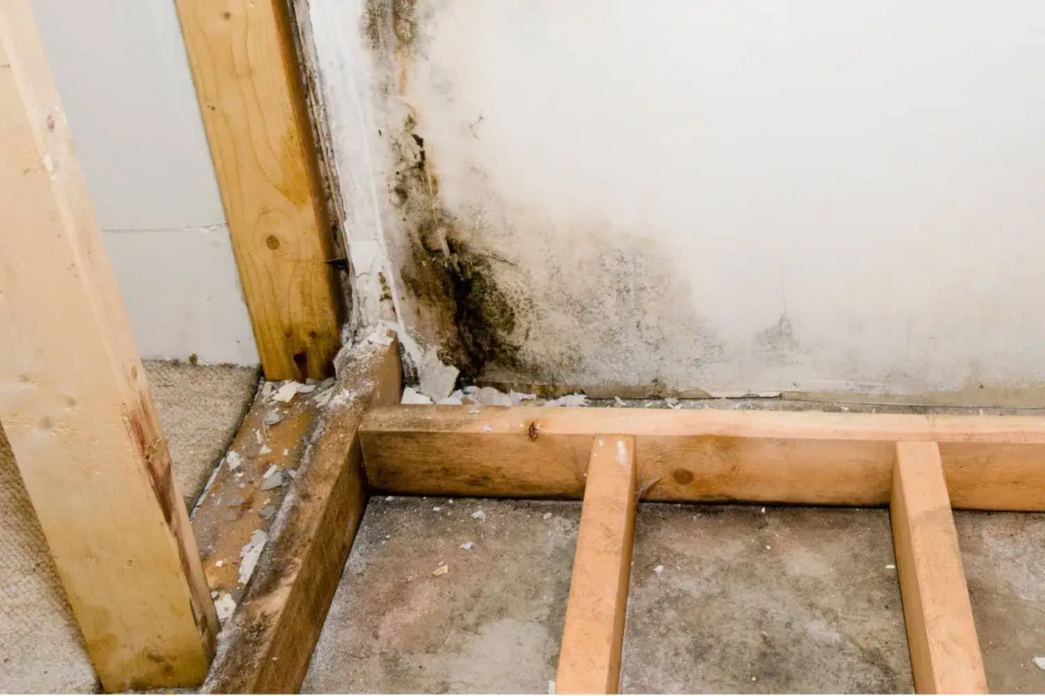 causes of mold