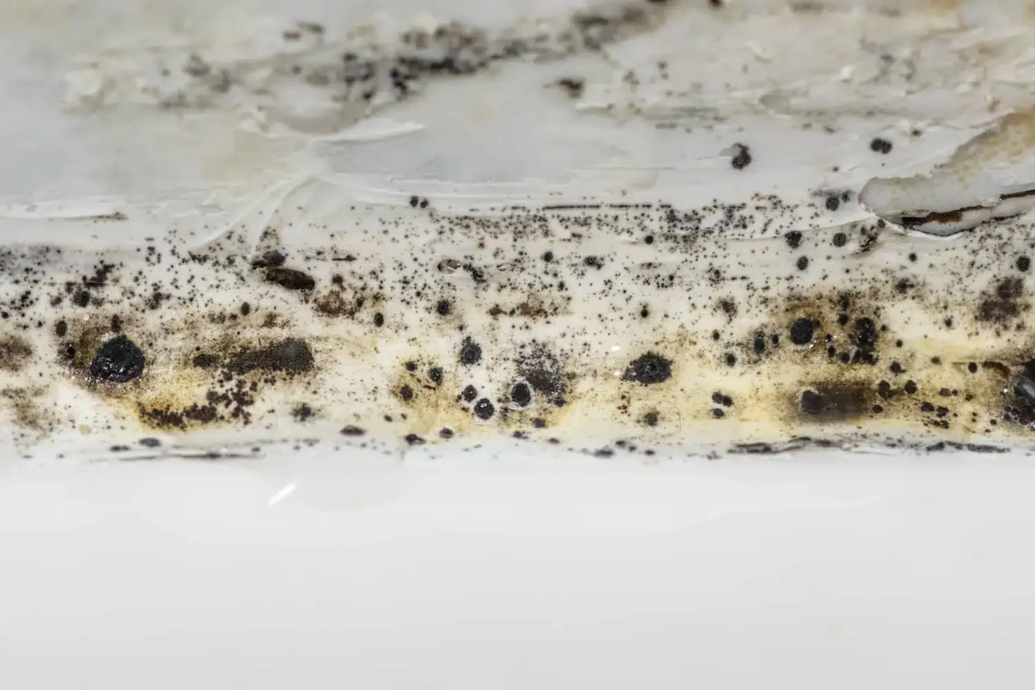 mold in your home