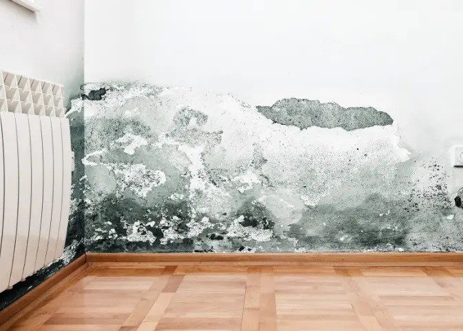 Water and Mold Removal
