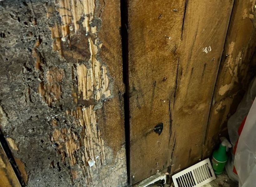 mold after water damage