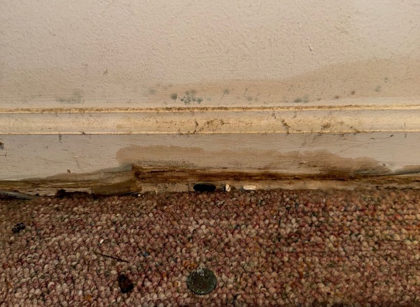 mold growth on trim and drywall