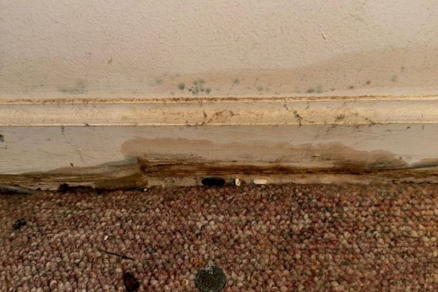Mold growth on trim and drywall