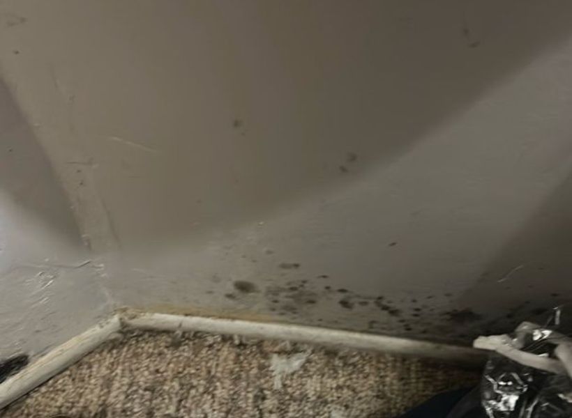 mold on bedroom drywall
