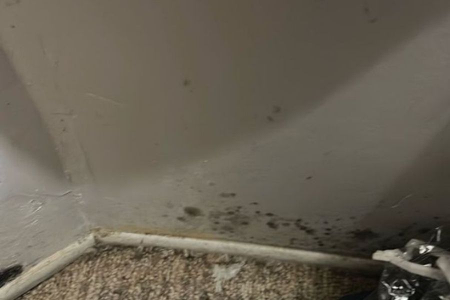 Mold on bedroom drywall