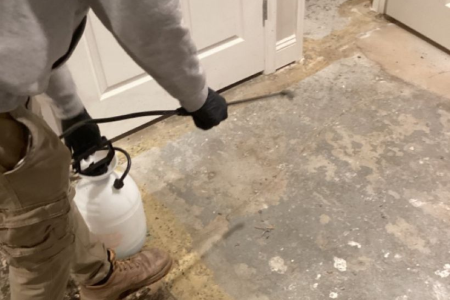 Professional mold remediation and sanitization process