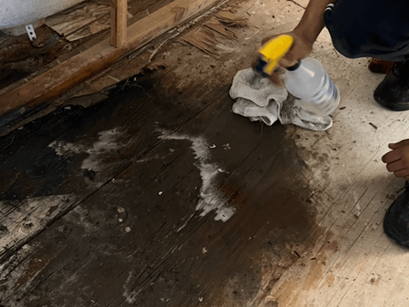 Mold Removal St Louis MO