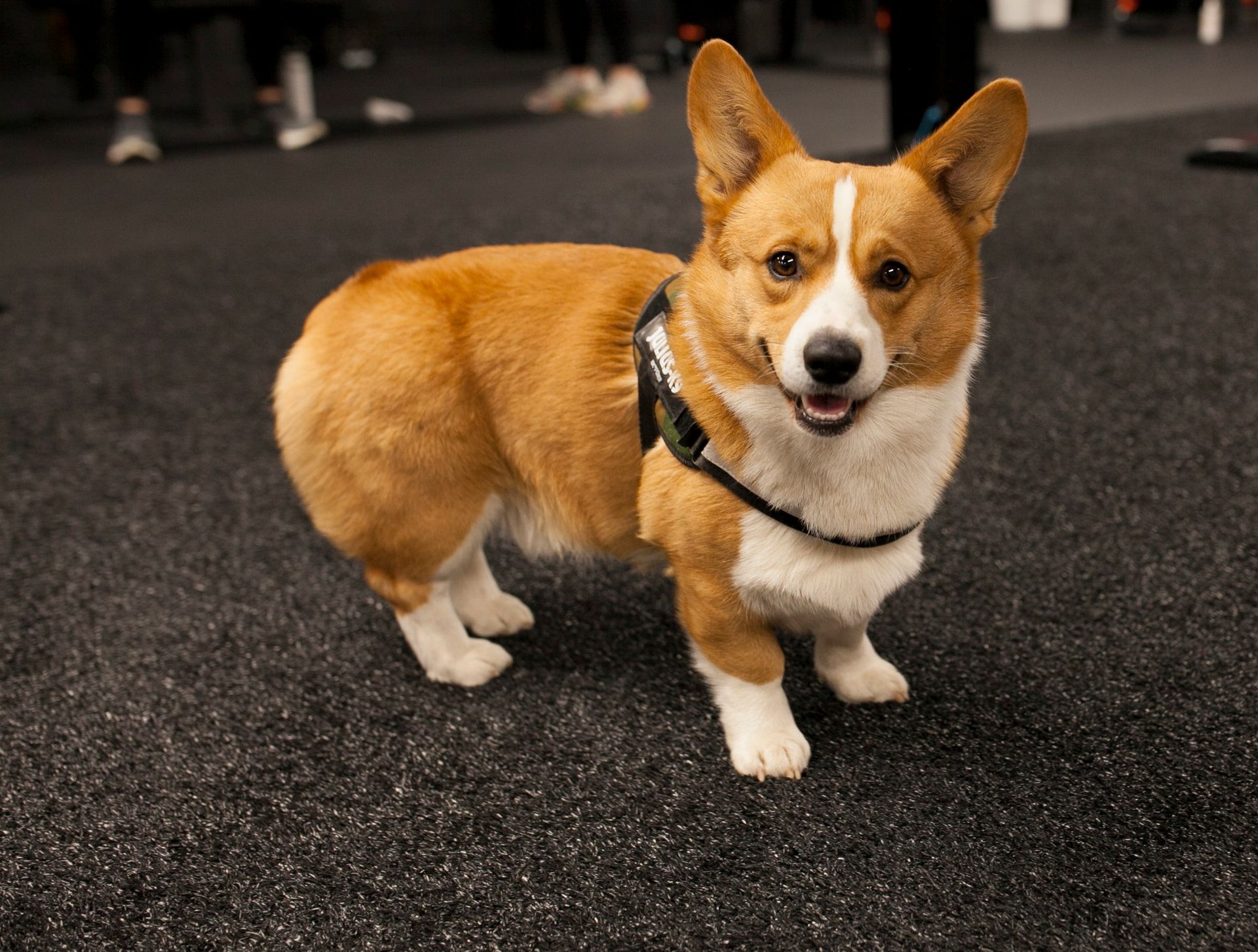 Corgi with tan and white fur, wearing a harness, smiles at the camera on dark flooring.