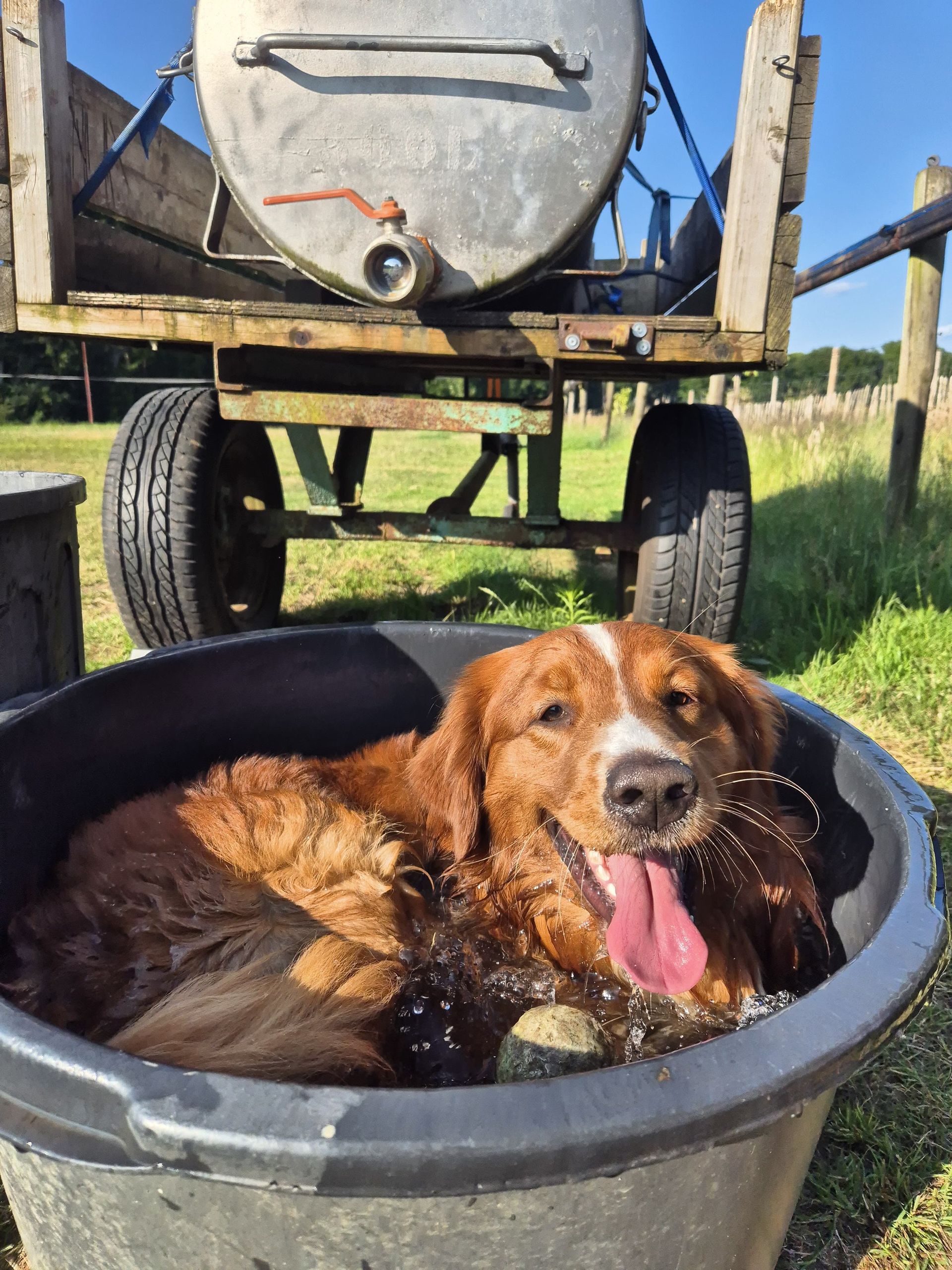 Hond propt zichzelf in een grote waterbak voor paarden om te koelen