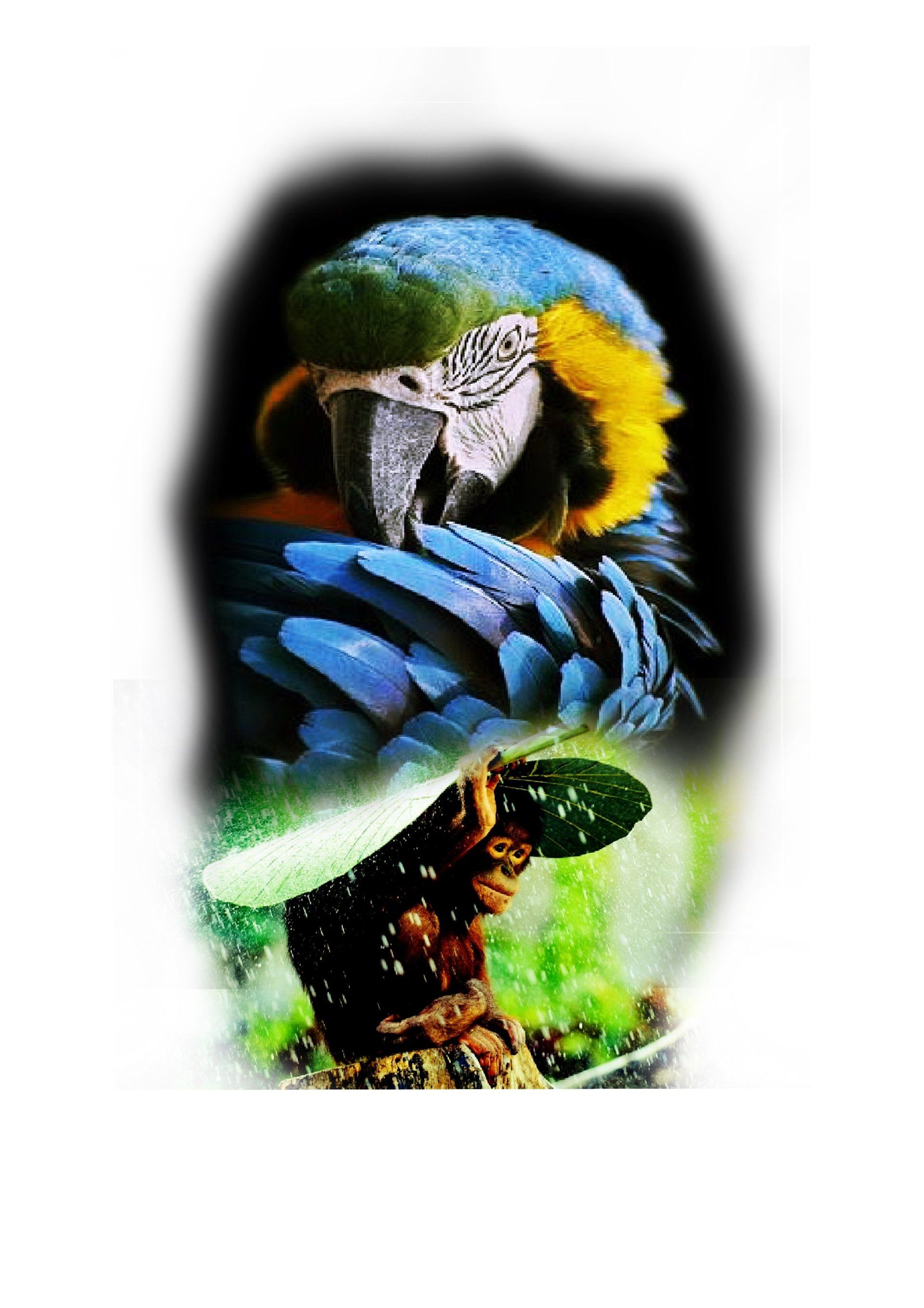 Bird monkey full colour