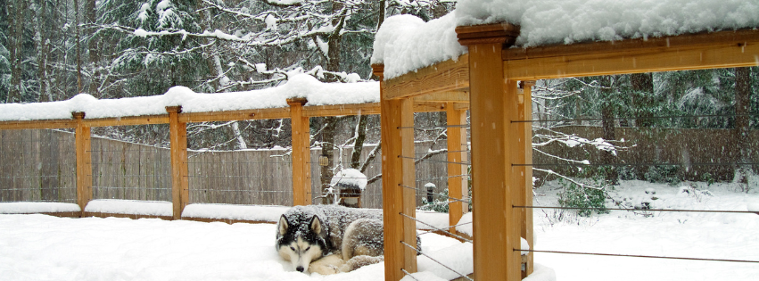 A husky dog is laying on a wooden deck in the snow in Vermont.