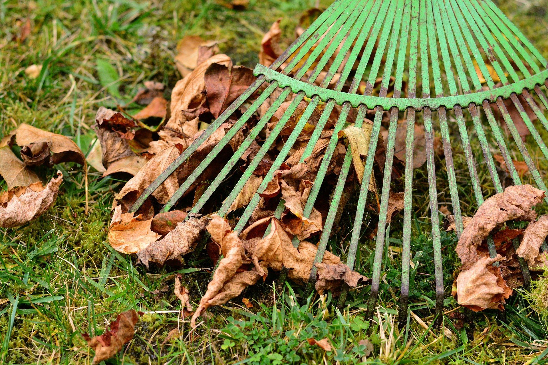 green rake raking up dead leaves on green lawn