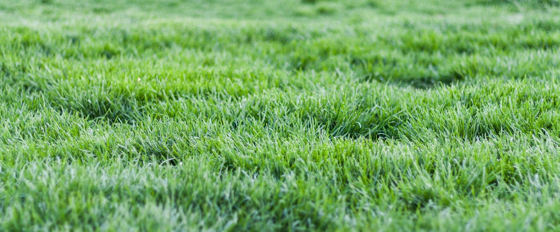 A close up of a lush green field of grass.
