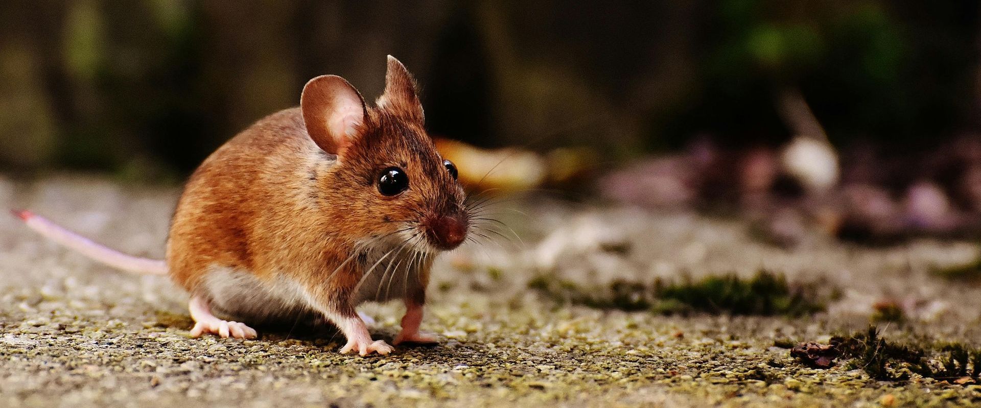 A small brown mouse is standing on the ground looking at the camera.