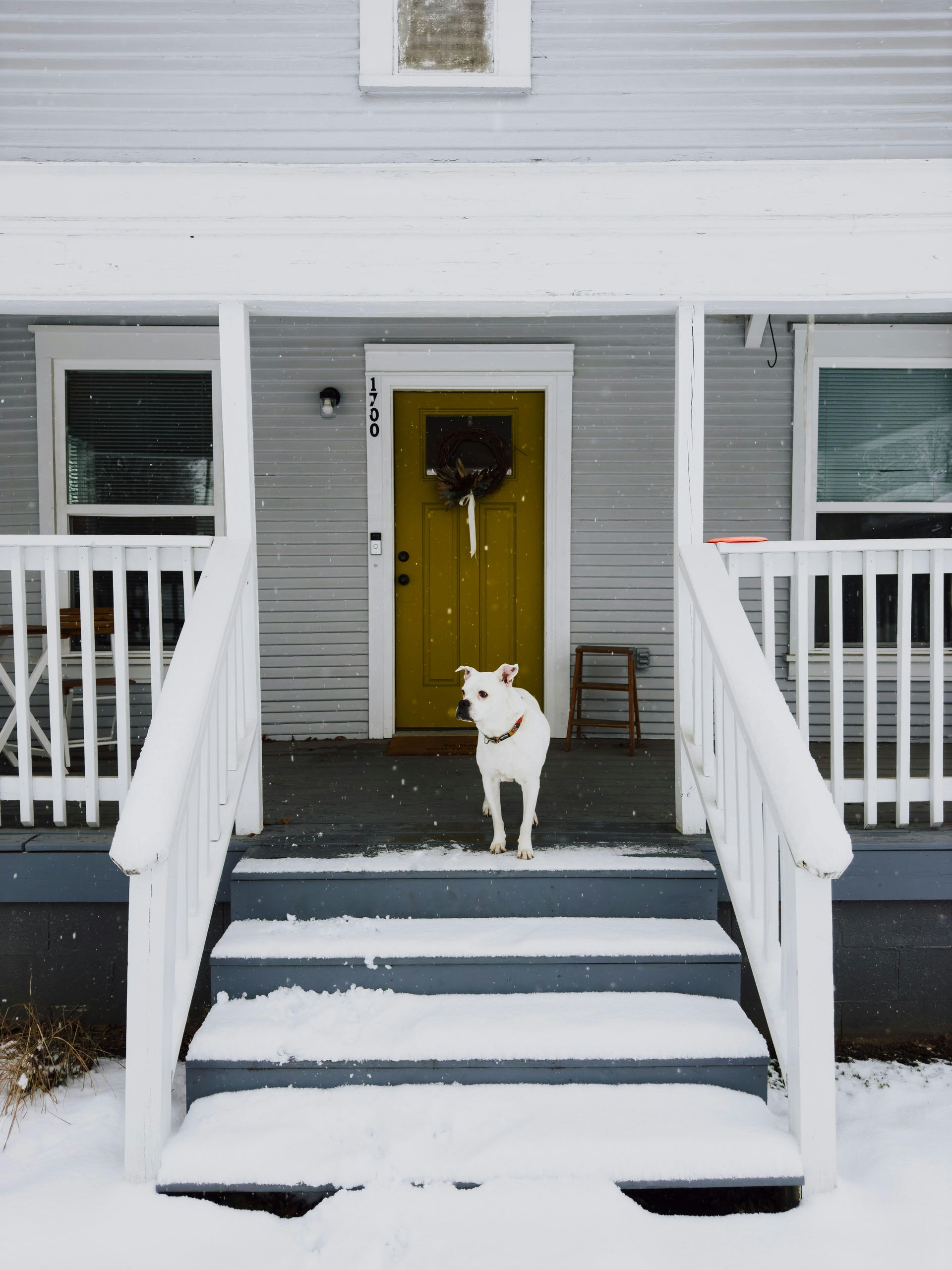 A white dog stands on the snowy front steps of a grey house with a yellow front door.