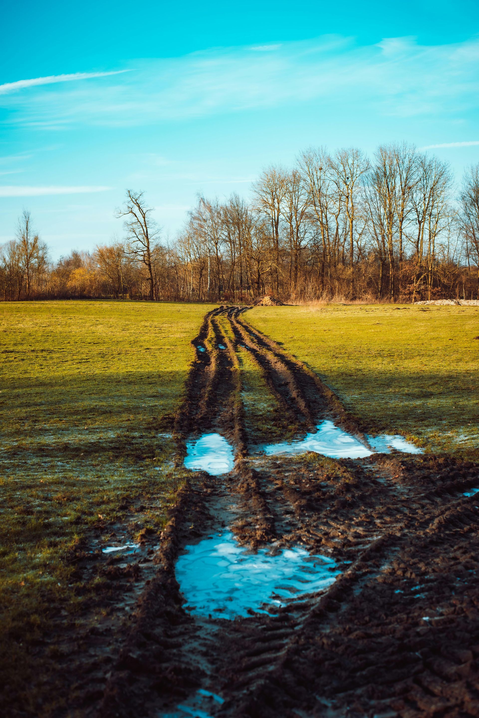 Deep, muddy tire tracks leading through a grassy field towards a line of bare trees under a bright blue sky.