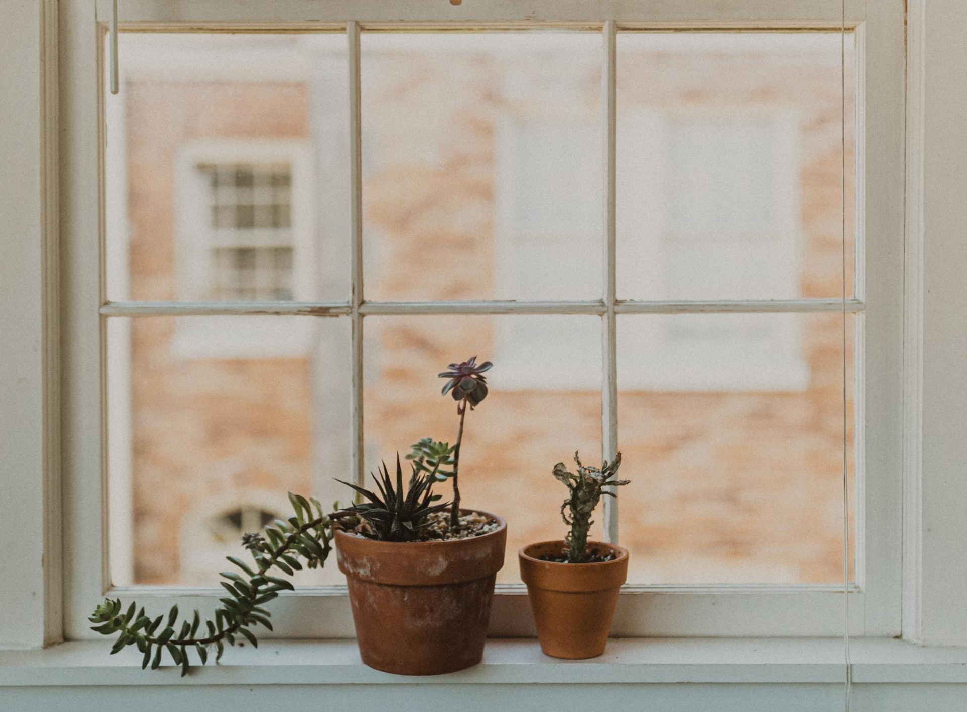 window with succulents on the window sill