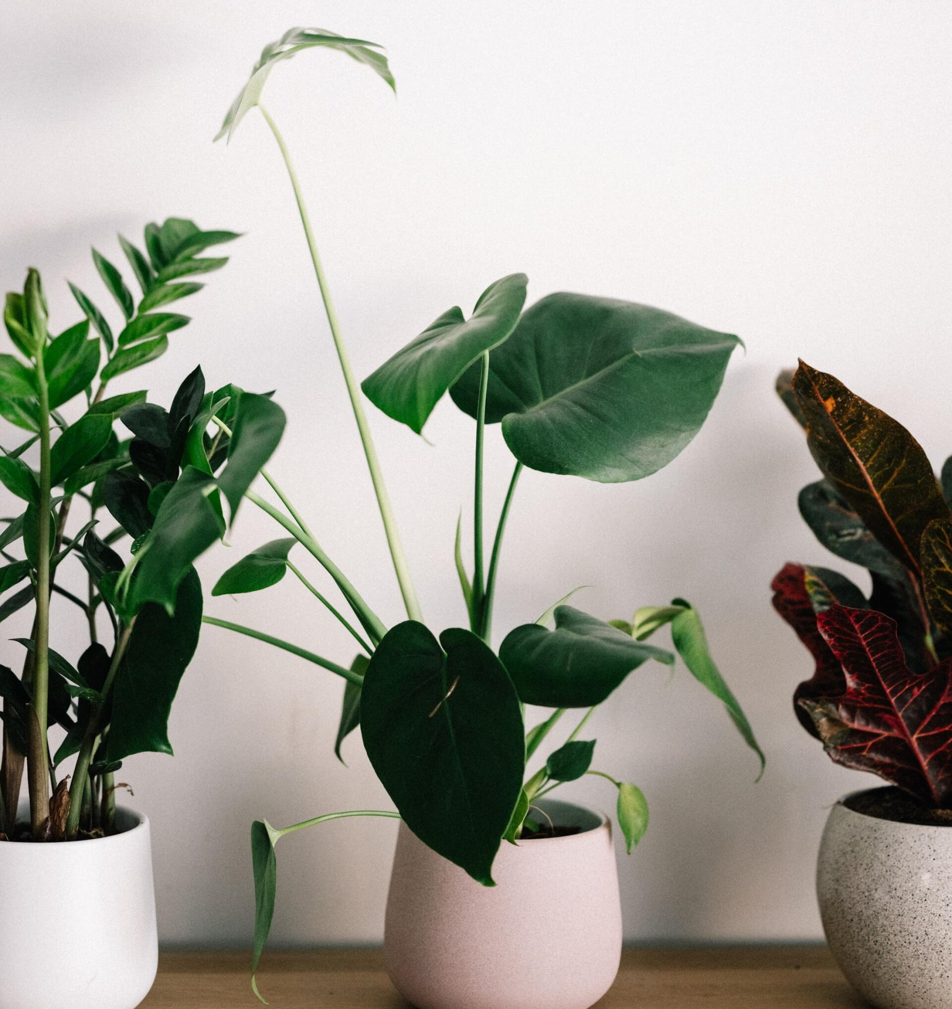 three potted plants sitting next to each other with a white wall