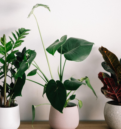 three potted plants sitting next to each other with a white wall