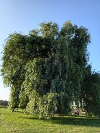 The Willow Wedding Venue & Event Center 6