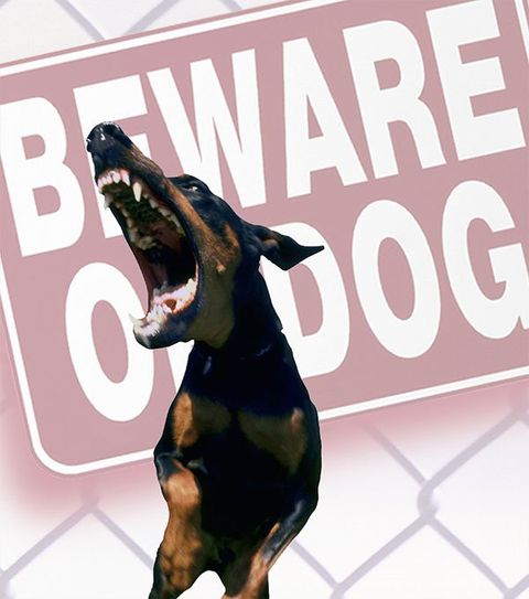 Dog Injury — Barking Dog in Saginaw, MI