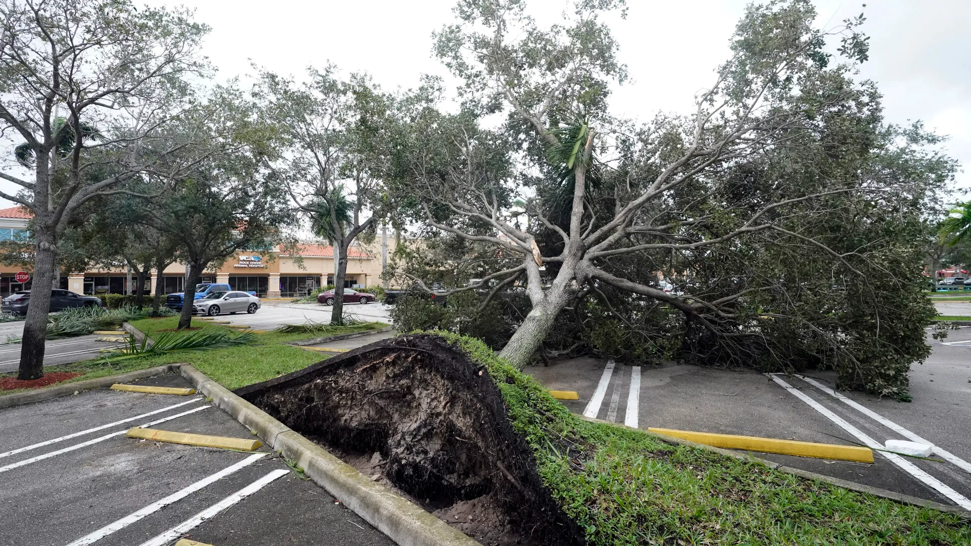 Uprooted tree from hurricane Ian Uprooted tree from hurricane Ian
