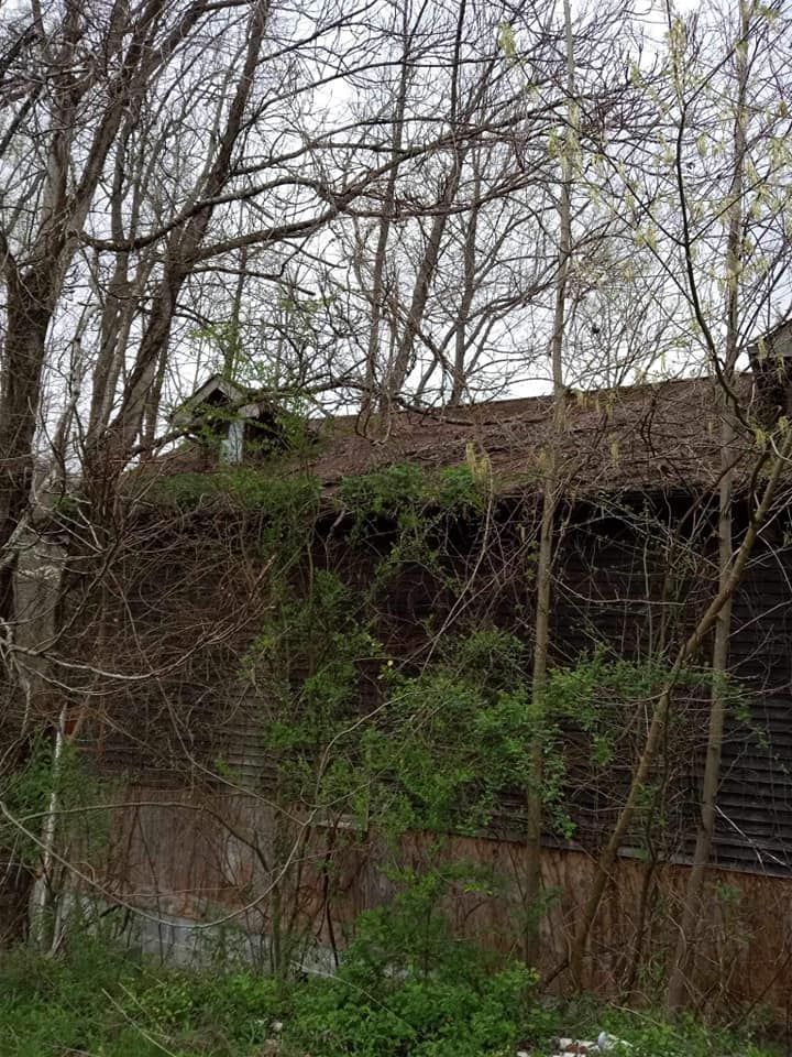 A house with a roof that is covered in trees.