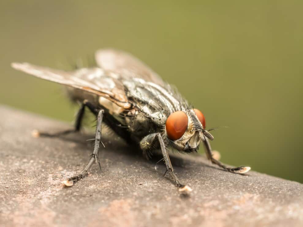 FLY POPULATIONS AROUND YOUR HOME