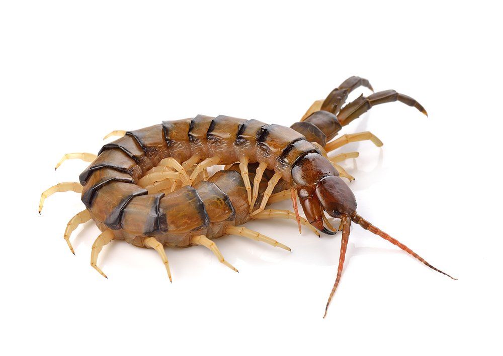 centipedes pest control