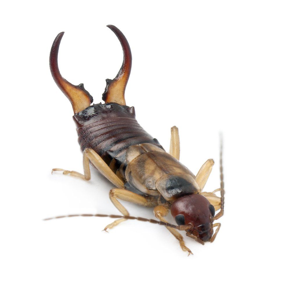 earwigs pest control