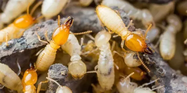 termite pest control