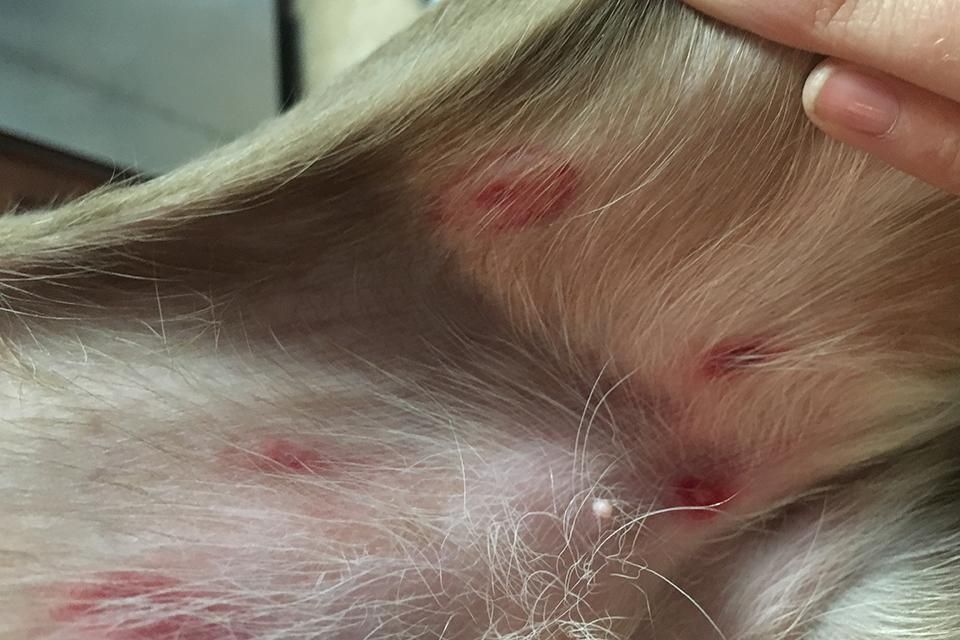 can-dogs-get-mosquito-bites