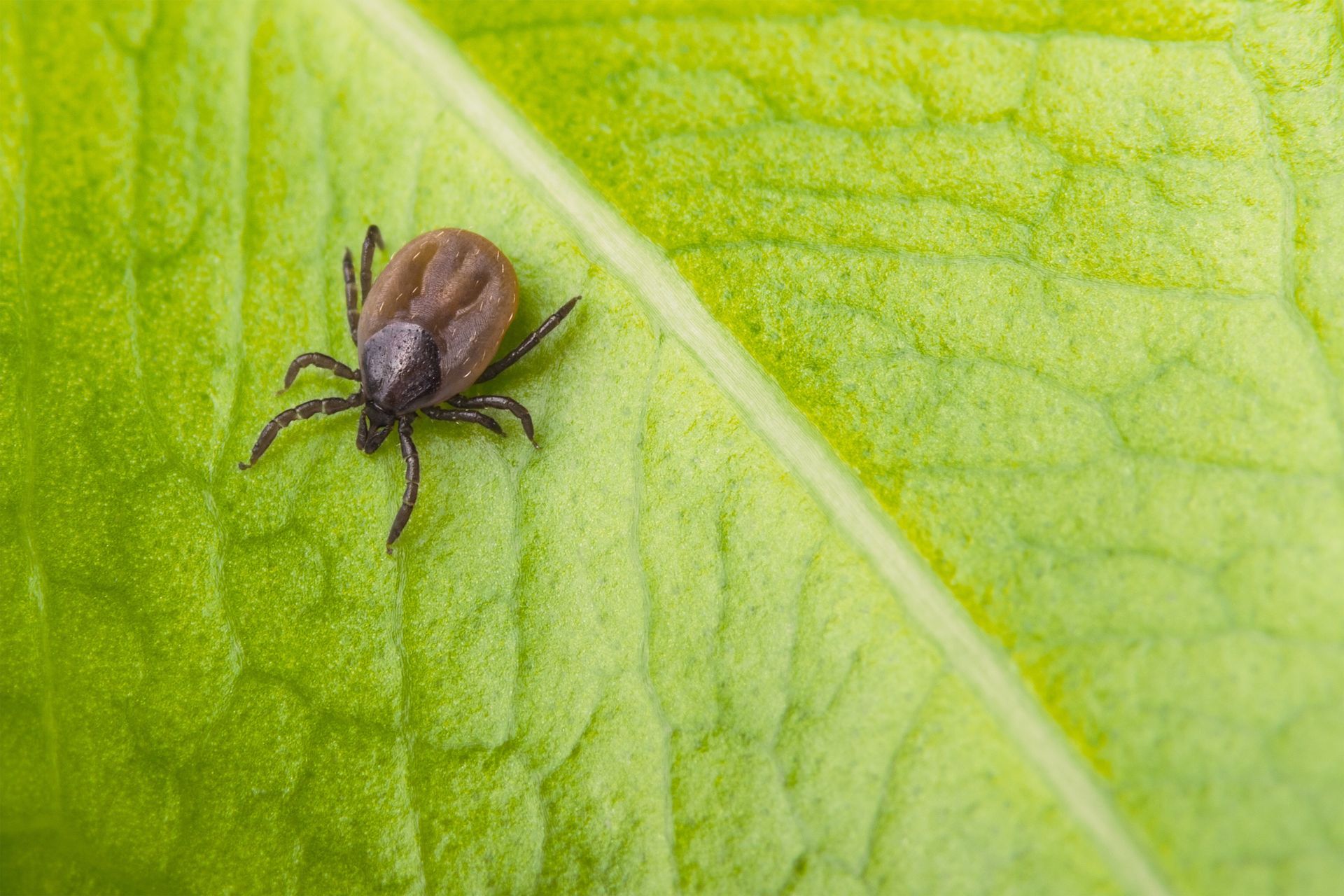 Do All Ticks Carry Lyme Disease?