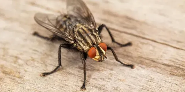 FLY POPULATIONS AROUND YOUR HOME FLY POPULATIONS AROUND YOUR HOME
