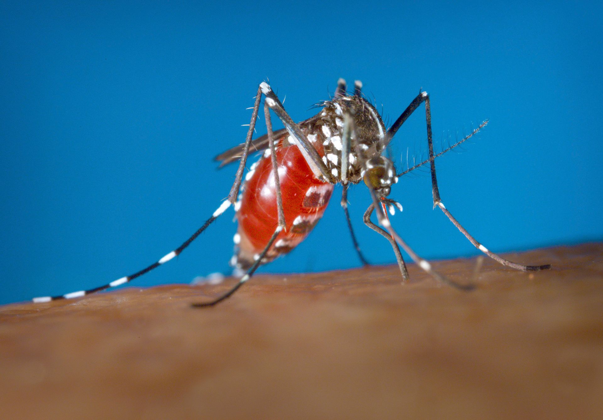 How Do Mosquitoes Find You?