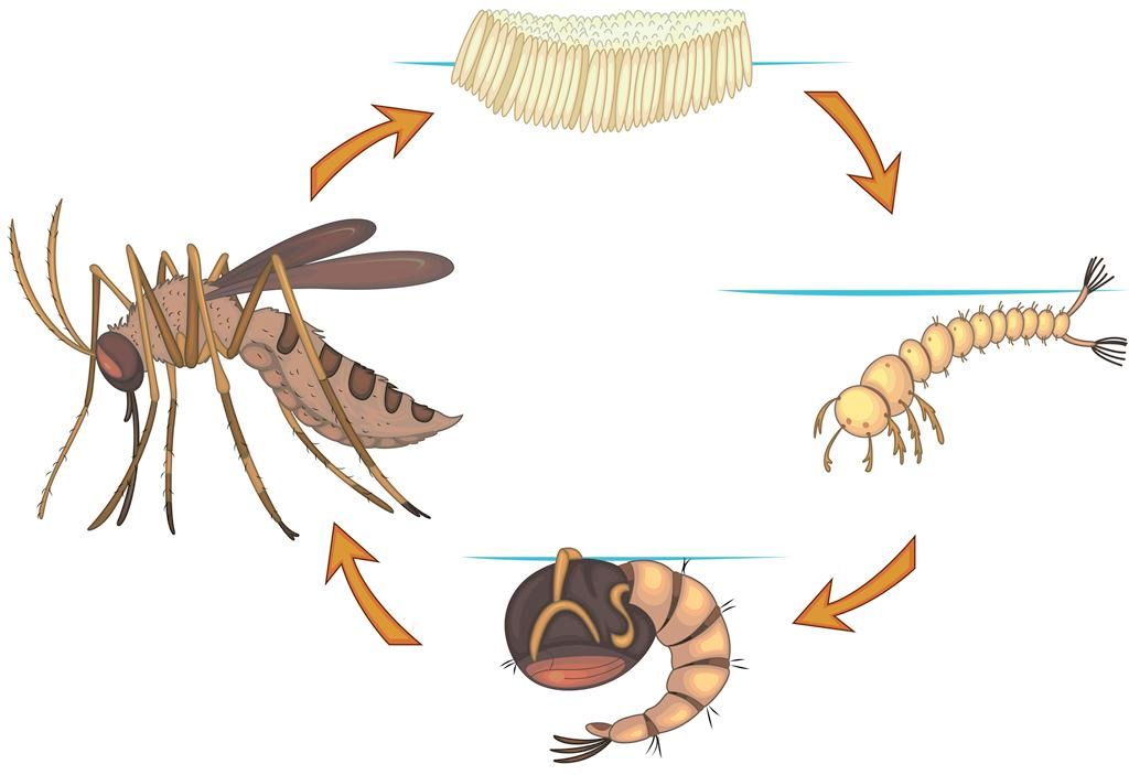 Life Cycle of a Mosquito