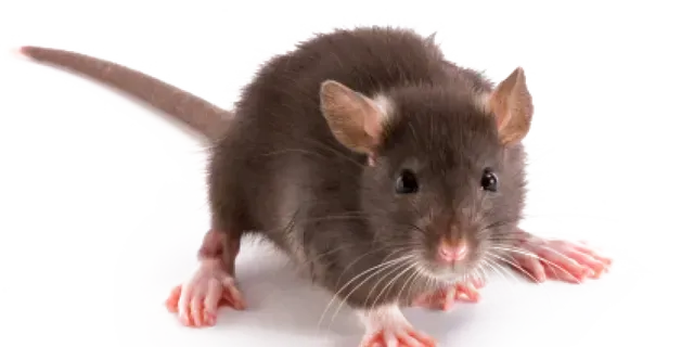 rat pest control