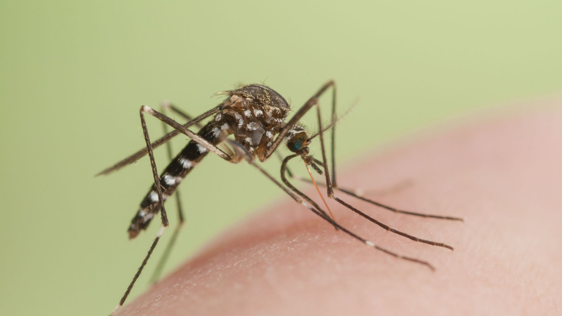 Stop the Itch How to Stop Mosquito Bites from Itching