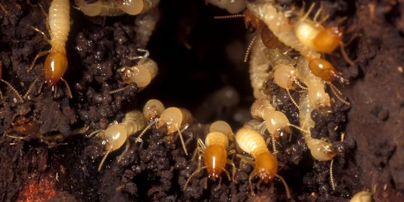 termite pest control