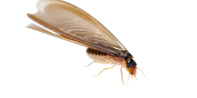 termite pest control near me